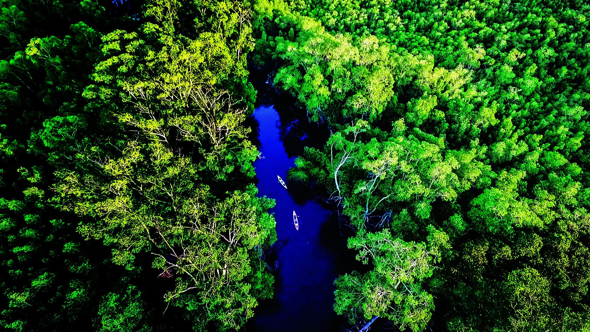 Kayak en Bosque de Mangle