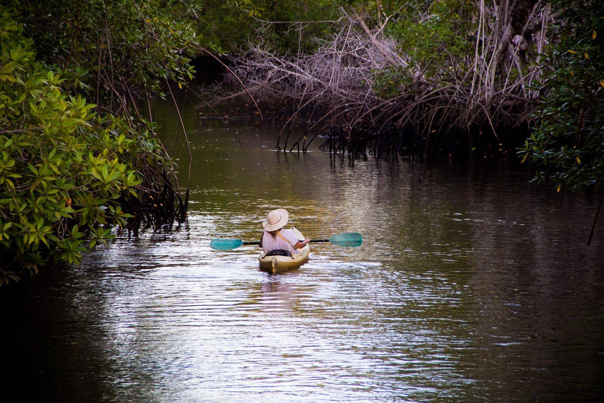 Kayak en Bosque de Mangle - imagen 4