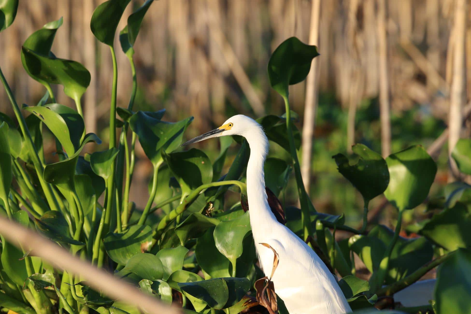 Suchitlán - imagen 3